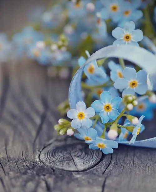 Vergeetmeniet op hout